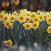 Narcissus Bright Jewel - Pack of 10 Bulbs