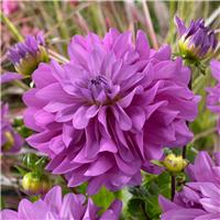 Dahlia Decorative Bluetiful