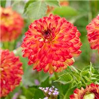 Dahlia Decorative Icoon