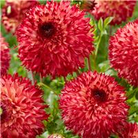 Dahlia Fimbriata Aiyana