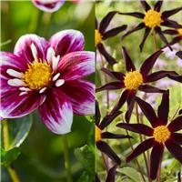 Dahlia Black-Pink - Pack of THREE