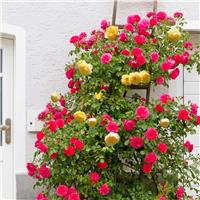 Duo Climbing Rose 'Falling in Love' - Yellow and Red Climbing Rose