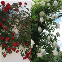 Duo Climbing Rose 'Pure Passion' - White and Red Climbing Rose
