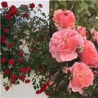 Duo Climbing Rose 'Passionate Kiss' - Red and Pink Climbing Rose