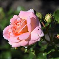 Pair of PATIO Standard Rose Trees - Concerto