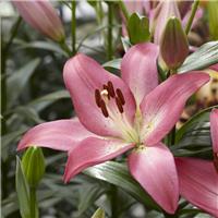 Lilium Arbatax - Pack of FIVE Lily Bulbs