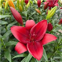 Lilium Calabria - Pack of FIVE Lily Bulbs