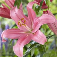 Lilium Indian Summerset - Pack of FIVE Lily Bulbs