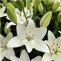 Lilium Scansano - Pack of FIVE Lily Bulbs