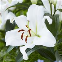Lilium Oriental Zambesi - Pack of THREE Lily Bulbs