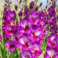 Gladiolus Alfalfa - Pack of 7
