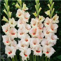 Gladiolus Candy - Pack of 7