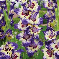 Gladiolus Circus Club - Pack of 7