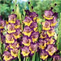 Gladiolus Dynamite - Pack of 7