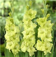 Gladiolus Green Star - Pack of 7