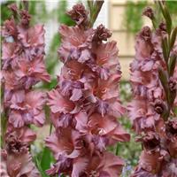 Gladiolus Jakoetsk - Pack of 7 Gladioli