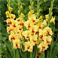 Gladiolus Jester - Pack of 10