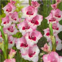 Gladiolus Perry - Pack of 7
