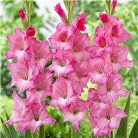 Gladiolus Pink - Pack of 7