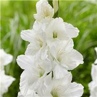 Gladiolus White - Pack of 7