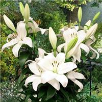 Lilium Kent - Pack of THREE Lily Bulbs