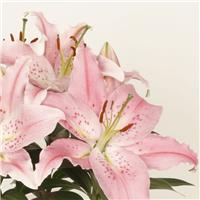 Lilium Little Ireland - Pack of THREE Lily Bulbs