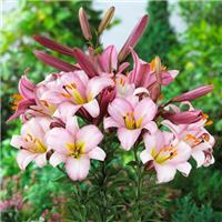 Lilium Pink Planet - Lily Bulb