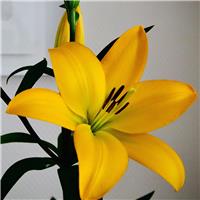 Lilium Scipione - Tall Hybrid Lily Bulb
