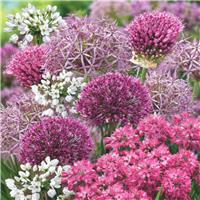 Allium Collection - Five Beautiful Varieties - Pack of 50 Bulbs