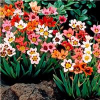 Sparaxis Harlequin Flower Mixture - Pack of 10 Bulbs