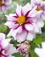 Dahlia Edge of Joy