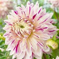 Dahlia Avignon