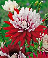 Dahlia Rebeccas World'