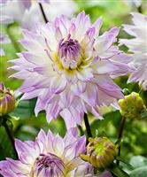 Dahlia Crazy Love