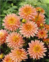 Dahlia Extase