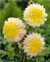 Dahlia Polka - Extra Special Variety