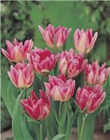 Tulip Peach Blossom -Pack of 6 Bulbs