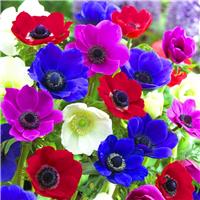 Anemone De Caen Mixed - Pack of 15