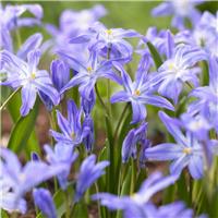 Chionodoxa Luciliae - Pack of 20