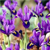 Iris Dwarf Pixie - Pack of 15