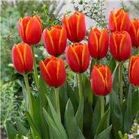 Tulip World Favourite - Pack of 8