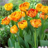 Tulip Sunlover - Pack of 8
