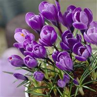 Crocus Ruby Giant - Pack of 8