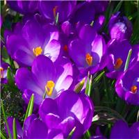 Crocus Flower Record - Pack of 10 Bulbs