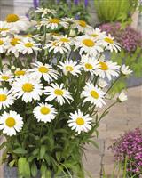 Leucanthemum x superbum Snow Lady - Giant White Shasta Daisy Plants