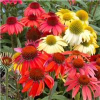 BULK PACK - Echinacea Cheyenne Spirit - Pack of TEN Coneflower Plants in Amazing Colours