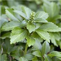 Pachysandra terminalis - Japanese Spurge - Perfect for Ground cover - Pack of TEN Plants