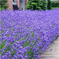 Munstead English Lavender - Lavandula angustifolia 'Munstead' - Pack of 10 Plants