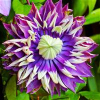 Clematis Taiga - Stunning Brand New & Exclusive hardy Climbing Tiger Clematis florida 'Taiga'