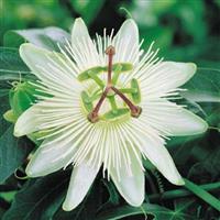 Passiflora caerulea Constance Elliott - Passion Flower - White Passiflora
